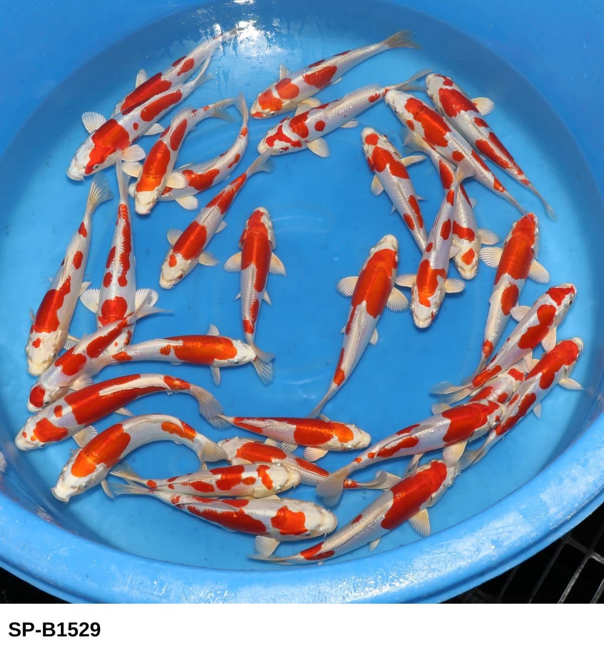 Selected Tosai Tateshita Kikusui (23-27 cm) - Koi Photo