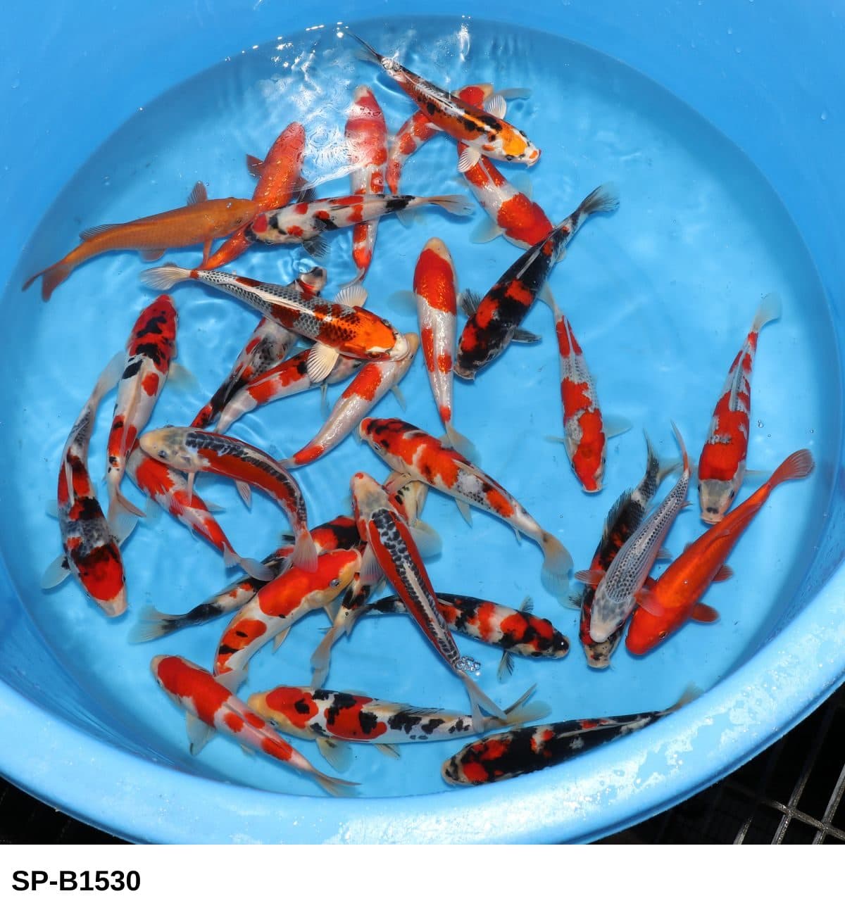 Selected Tosai Tateshita Mix (18-25 cm) - Koi Photo