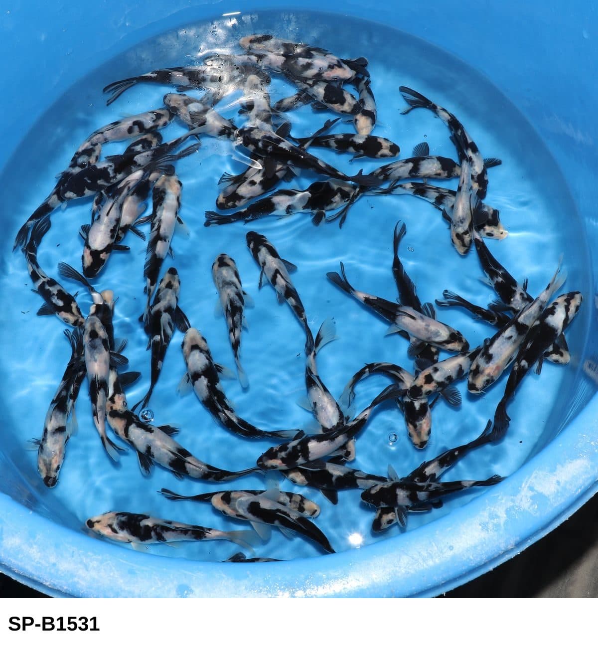 Selected Tosai Shiro Utsuri (12-16 cm) - Koi Photo