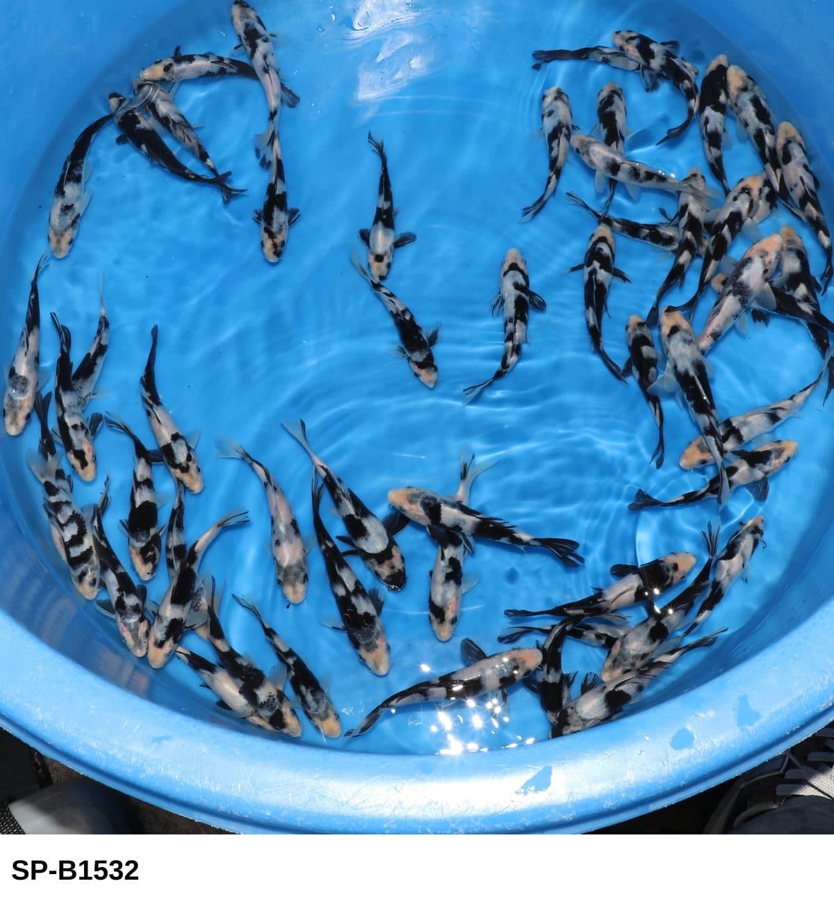 Selected Tosai Shiro Utsuri (12-16 cm) - Koi Photo