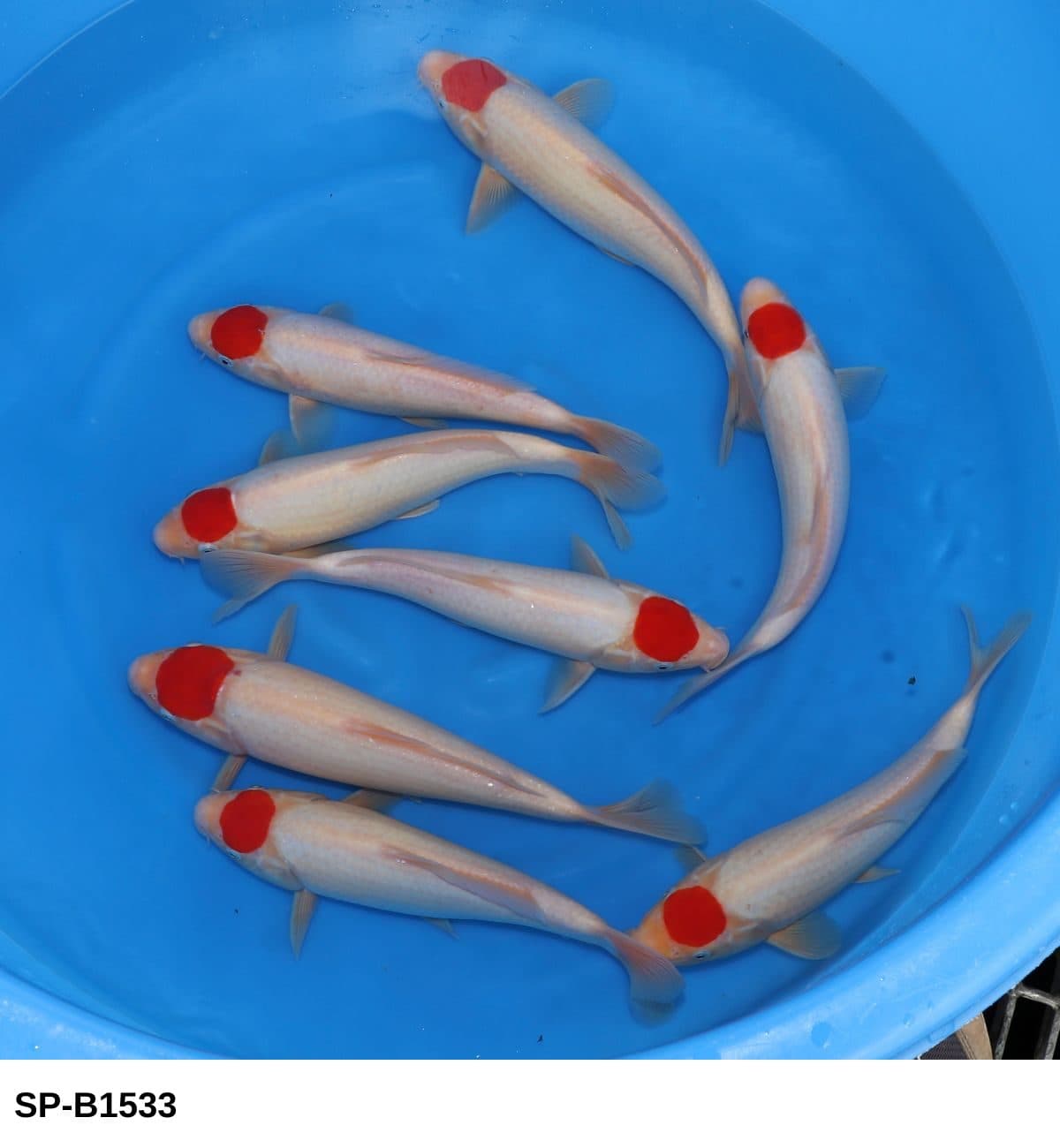 Selected Tosai HQ Tancho (30-33 cm) - Koi Photo