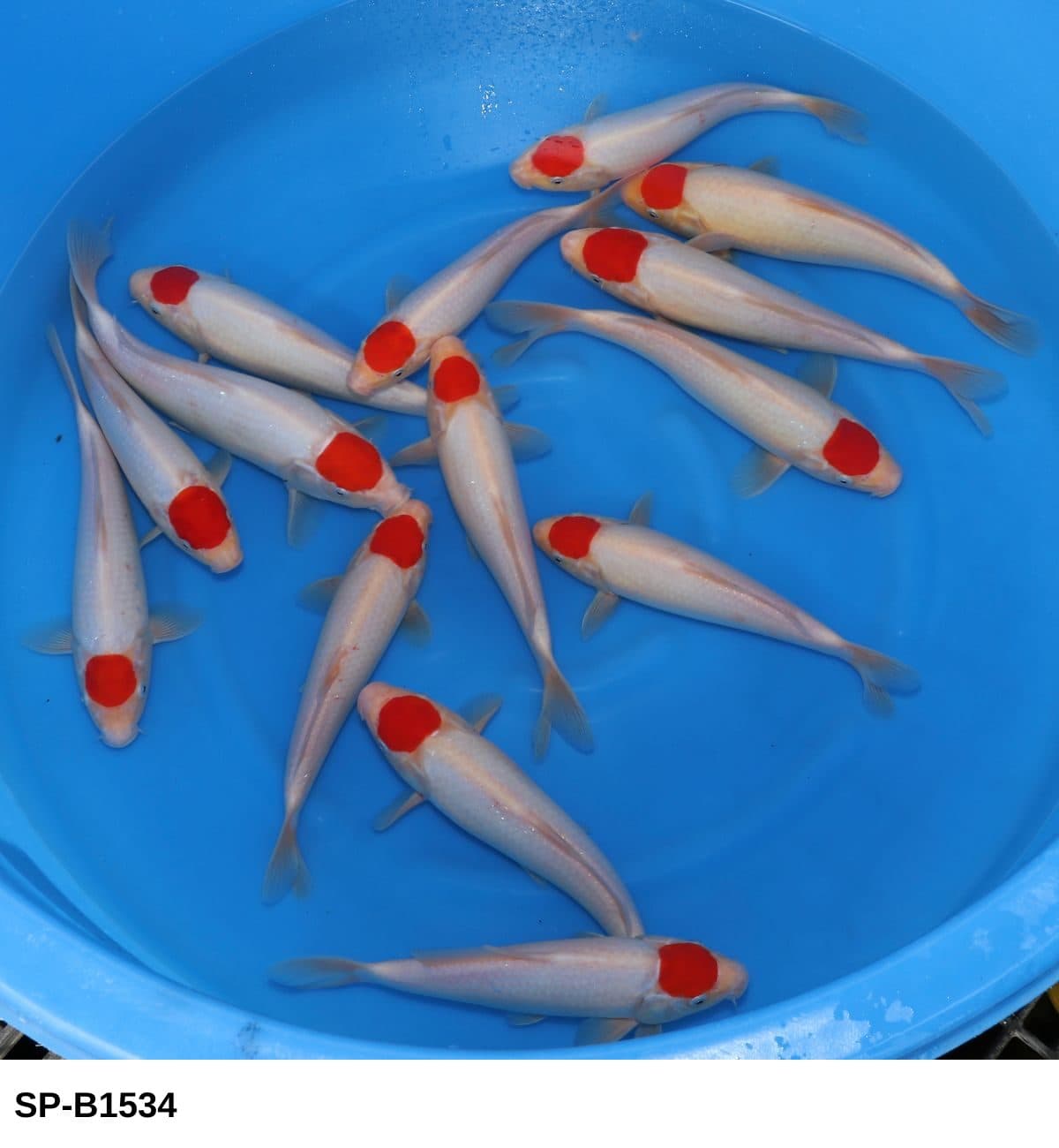 Selected Tosai HQ Tancho (24-30 cm) - Koi Photo