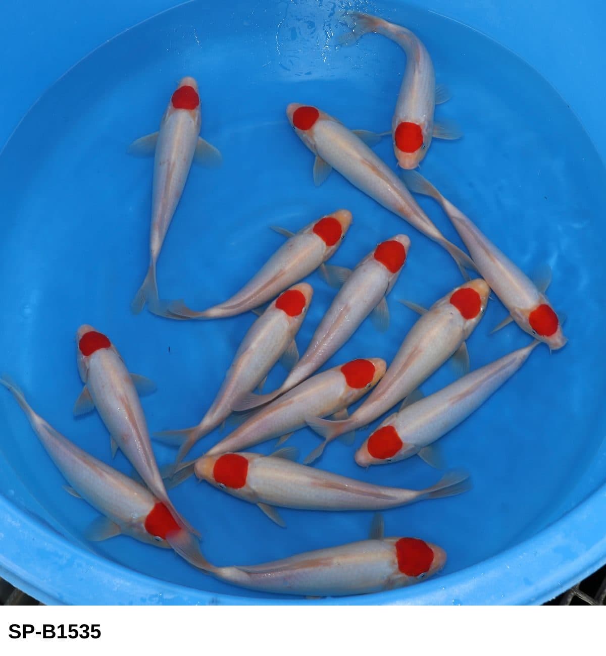 Selected Tosai HQ Tancho (24-30 cm) - Koi Photo