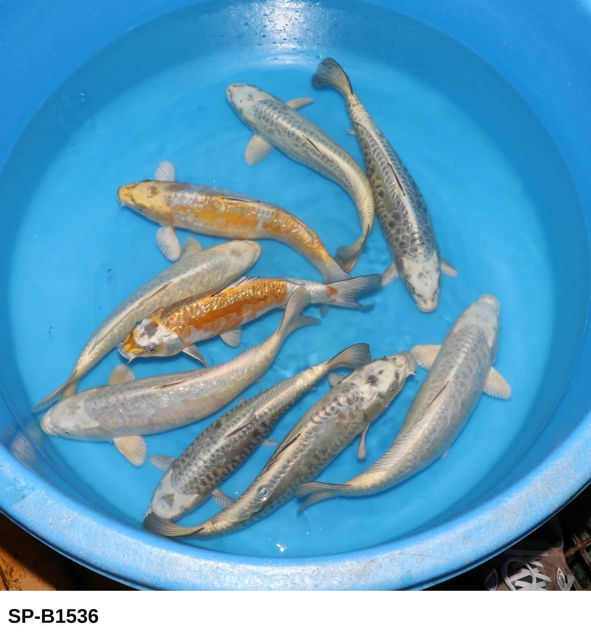 Selected Nisai Mix (35-40 cm) - Koi Photo