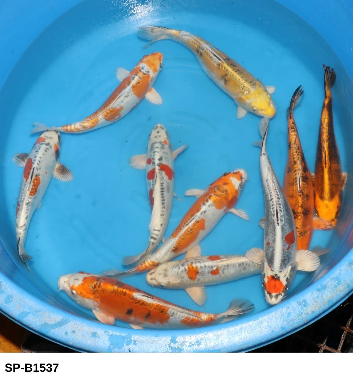 Selected Nisai Mix (35-40 cm) - Koi Photo