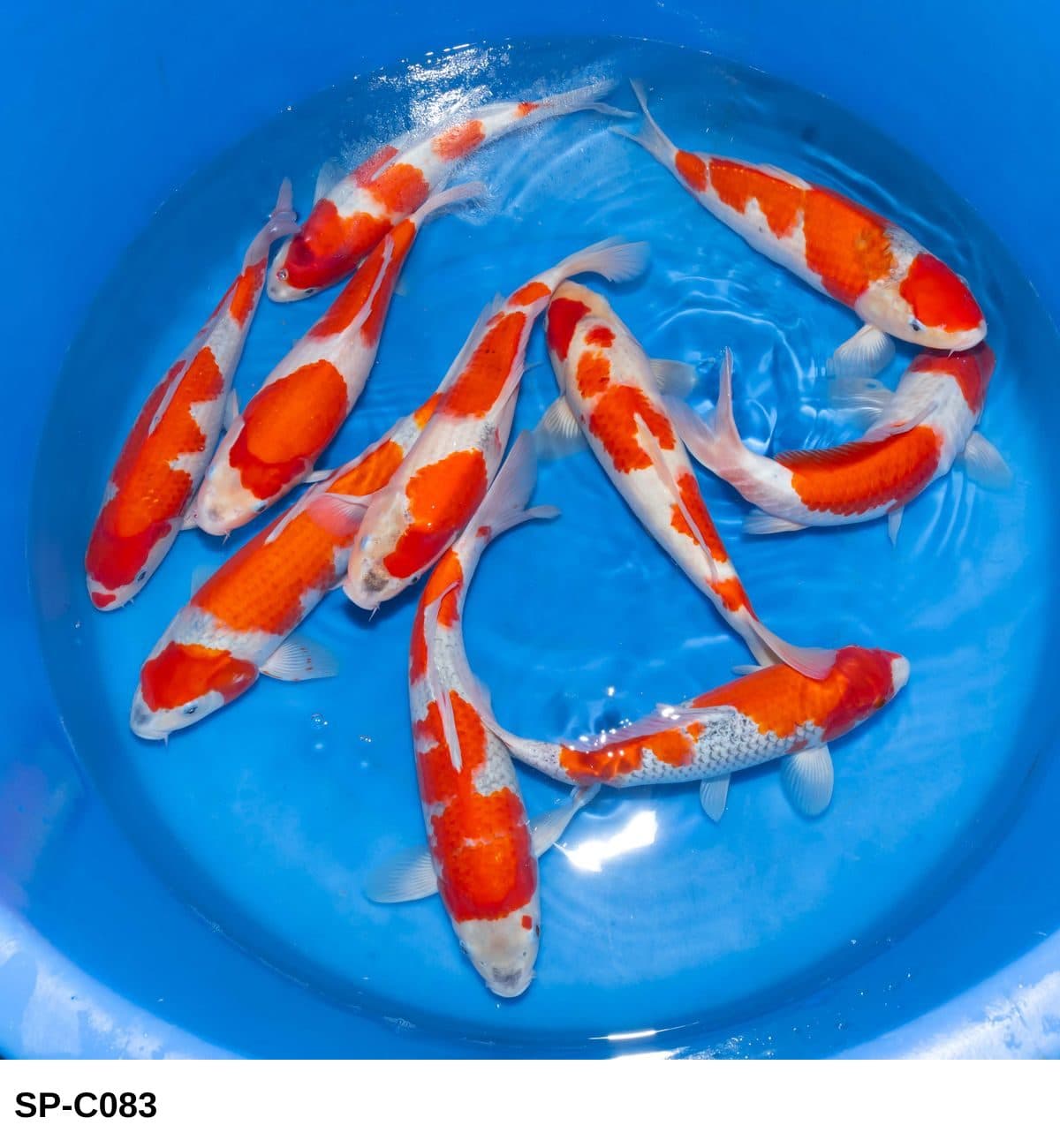 Selected Nisai Goshiki (30-35 cm) - Koi Photo