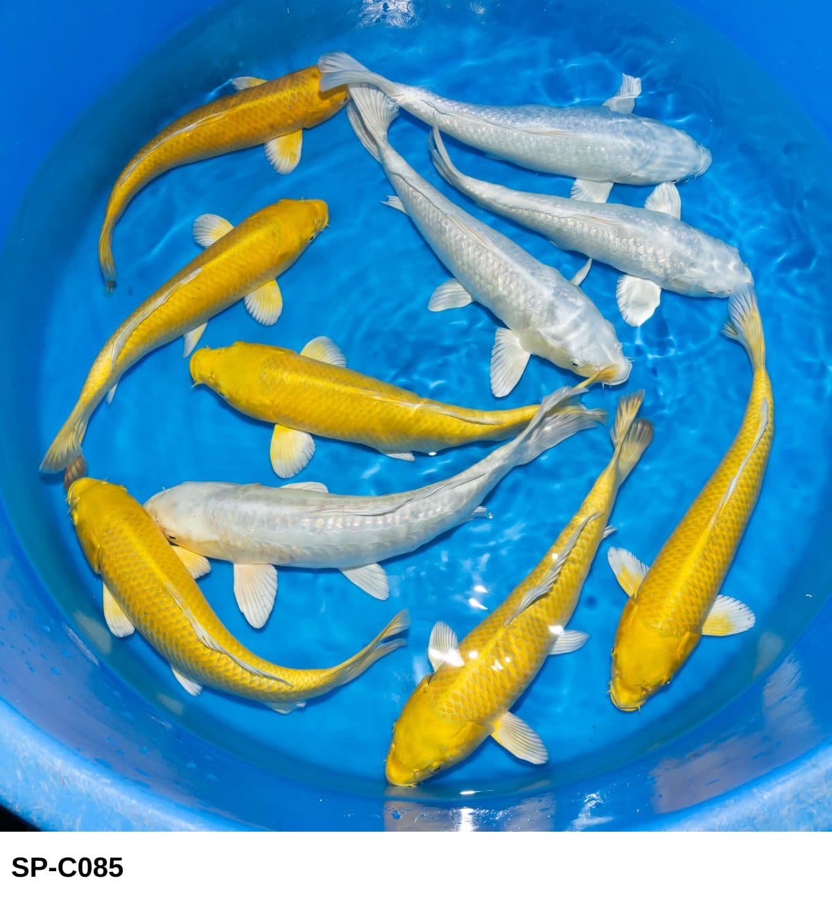 Selected Nisai Platinum Ogon, Yamabuki Ogon (35-40 cm), Doitsu Platinum Ogon (40 cm) - Koi Photo