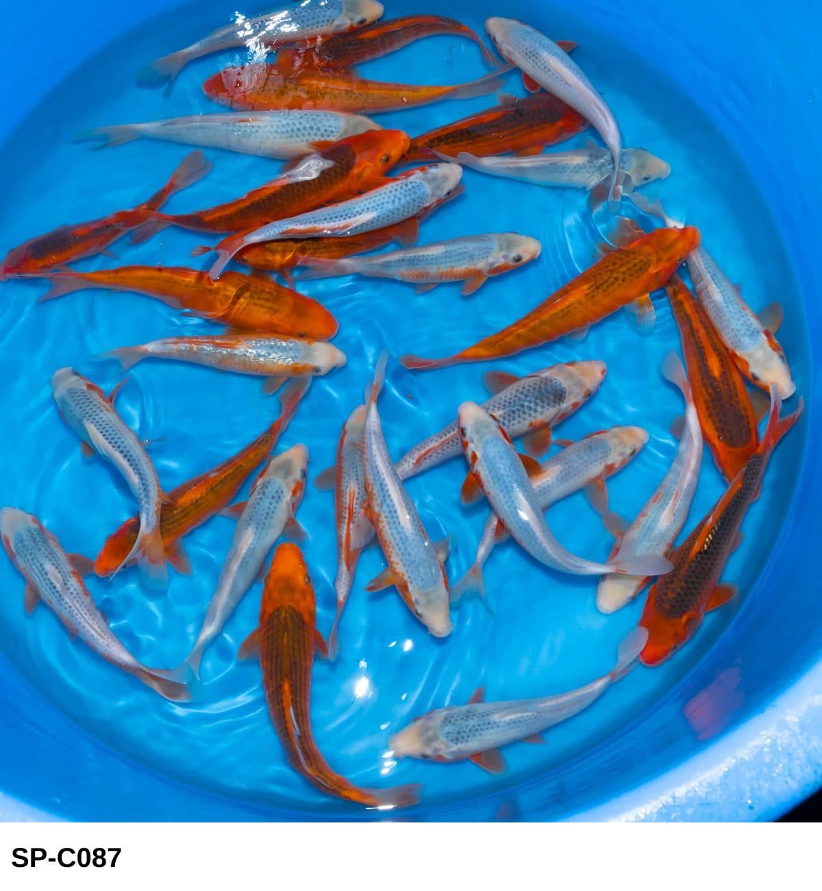 Selected Tosai Asagi, Aka Matsuba (20-25 cm) - Koi Photo