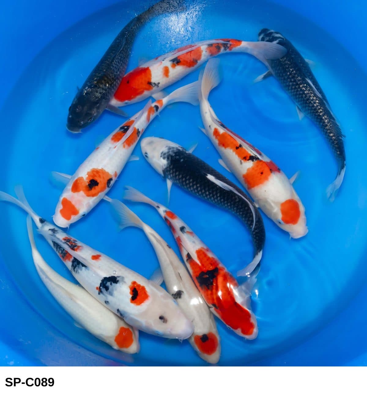 Selected Nisai Mix (30-40 cm) - Koi Photo
