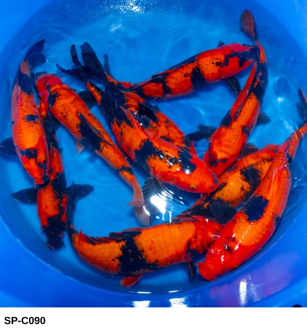 Selected Nisai Hi Utsuri (33-38 cm) - Koi Photo