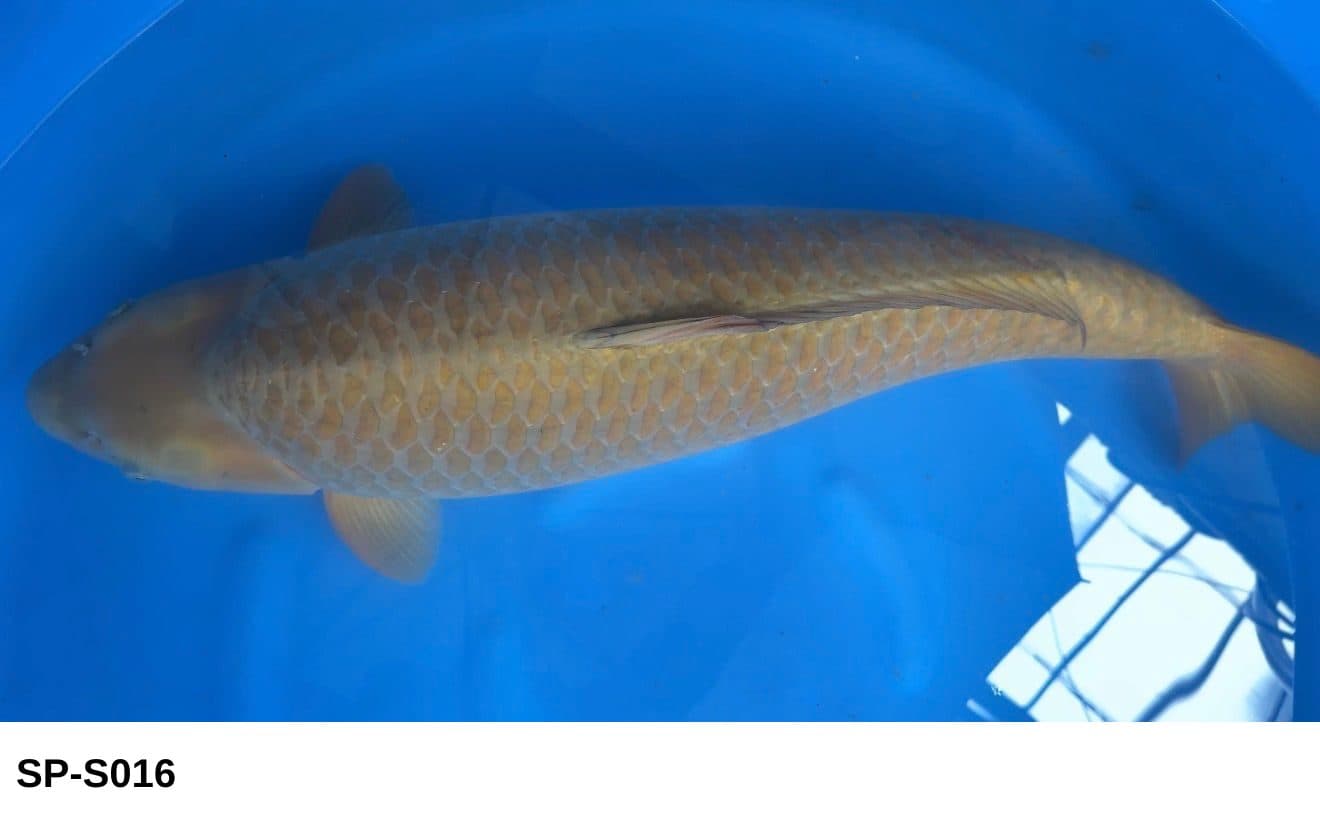 Selected Gosai Female Chagoi (84 cm) + 生産証明書 - Koi Photo