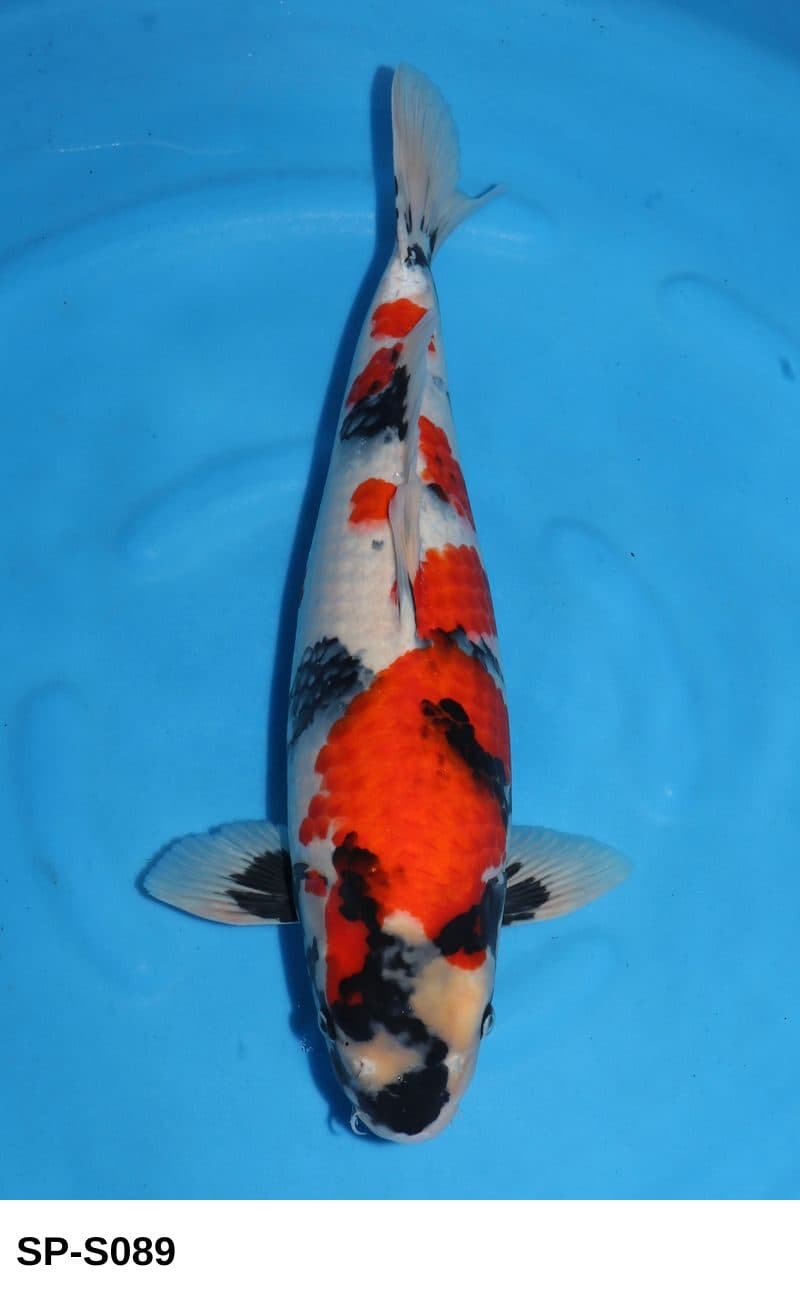 Selected Nisai HQ Female Showa (52 cm) + 生産証明書 - Koi Photo