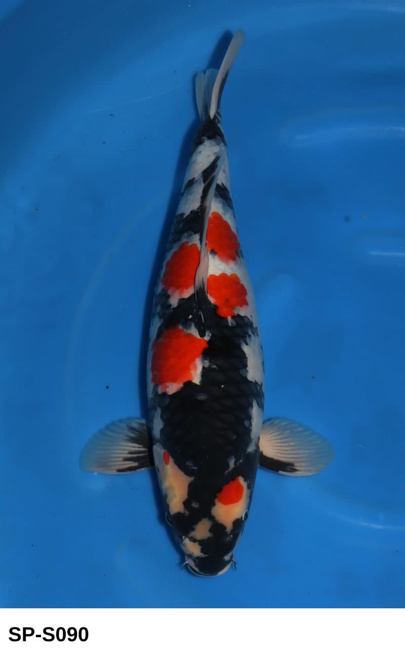 Selected Nisai HQ Female Showa (54 cm) + 生産証明書 - Koi Photo