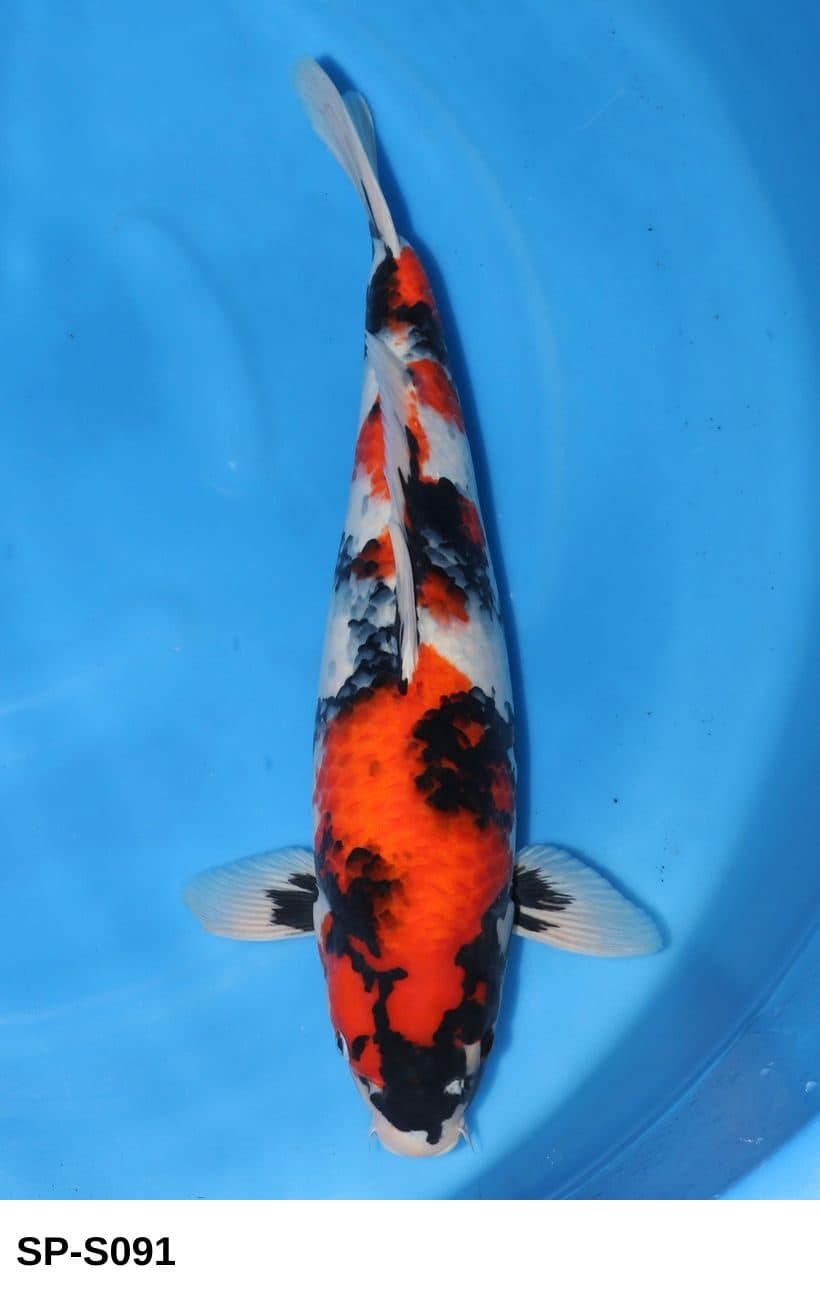 Selected Nisai HQ Female Showa (54 cm) + 生産証明書 - Koi Photo