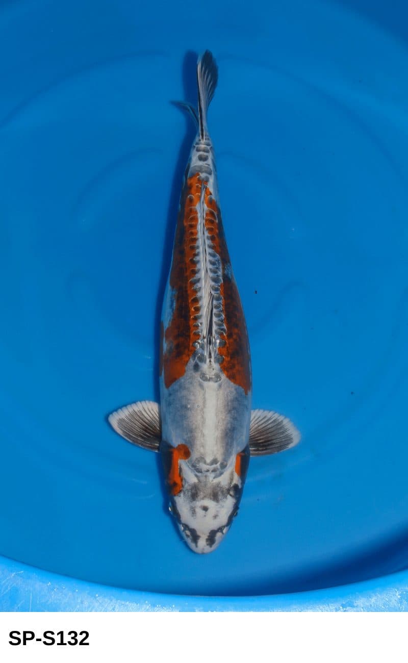 Selected Sansai Female Beni Kikokuryu (60 cm) - Koi Photo