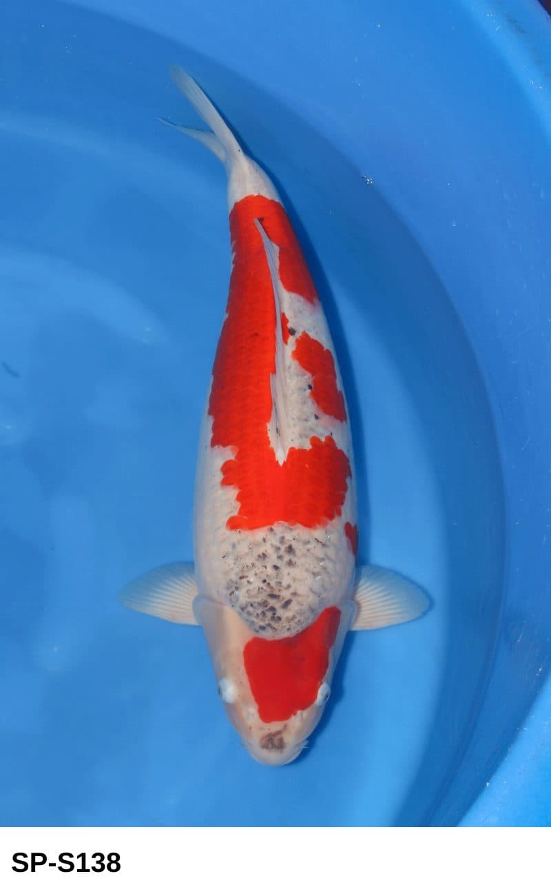 Selected Sansai Female Goshiki (60 cm) - Koi Photo