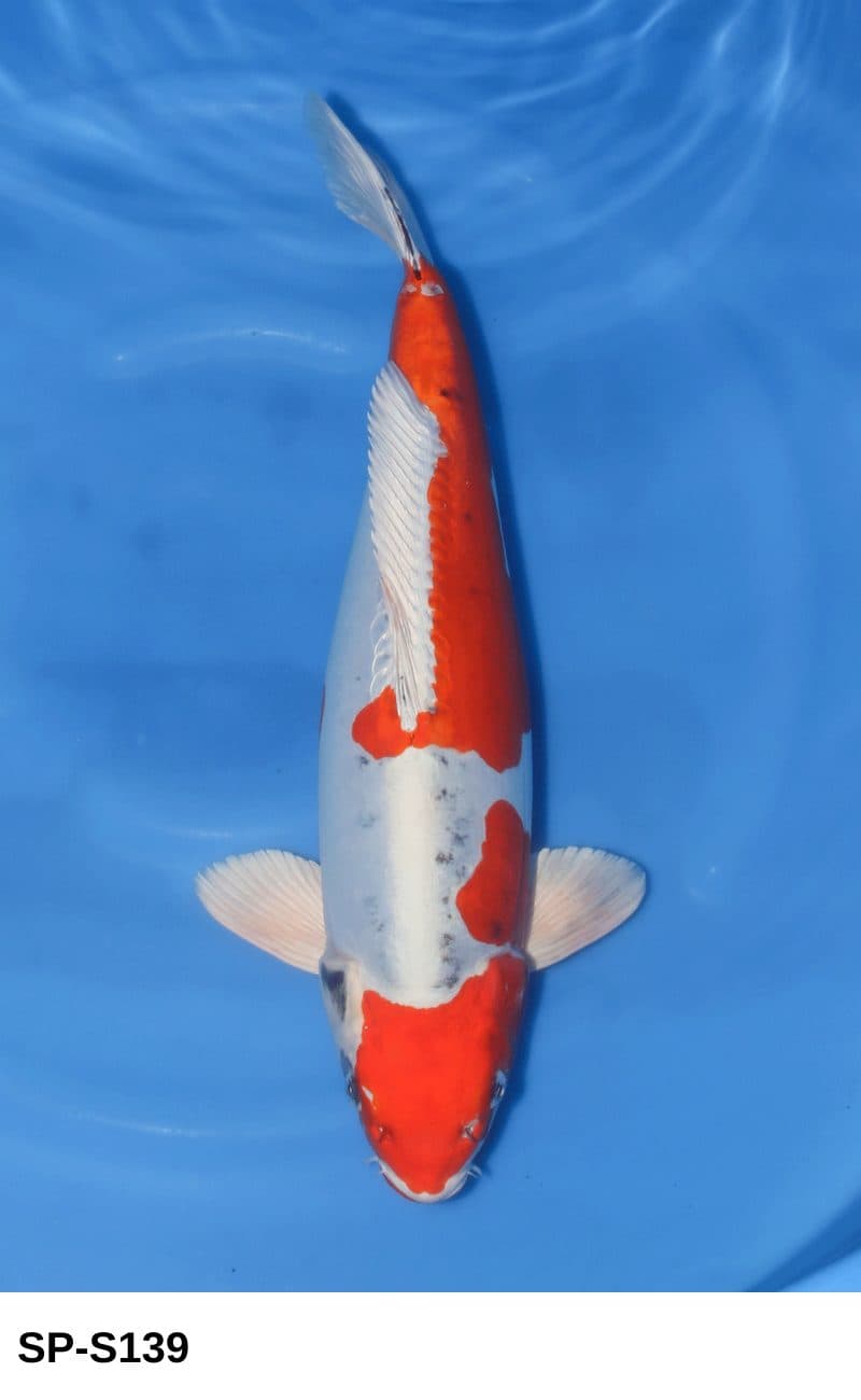 Selected Sansai Female Beni Kikokuryu (57 cm) - Koi Photo