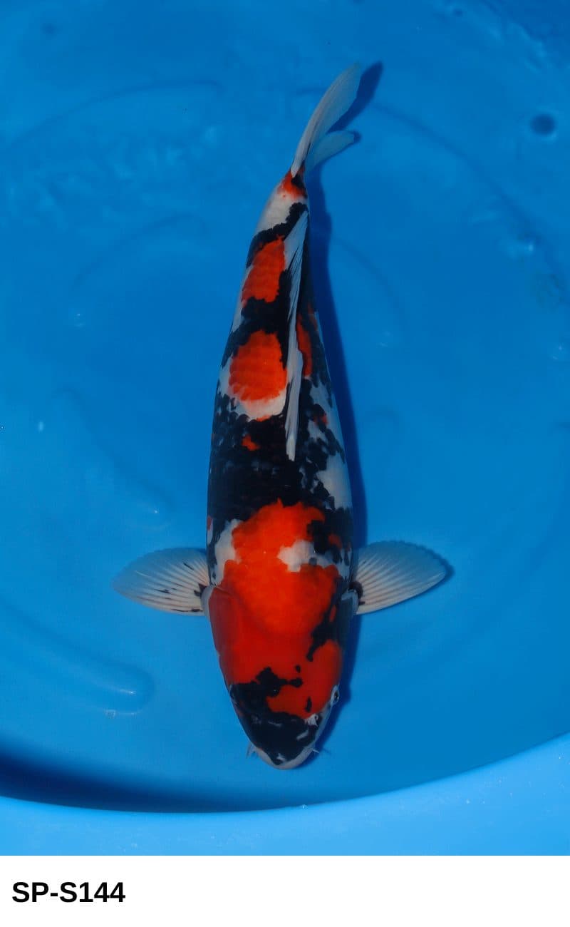 Selected Sansai Female Showa (60 cm) - Koi Photo