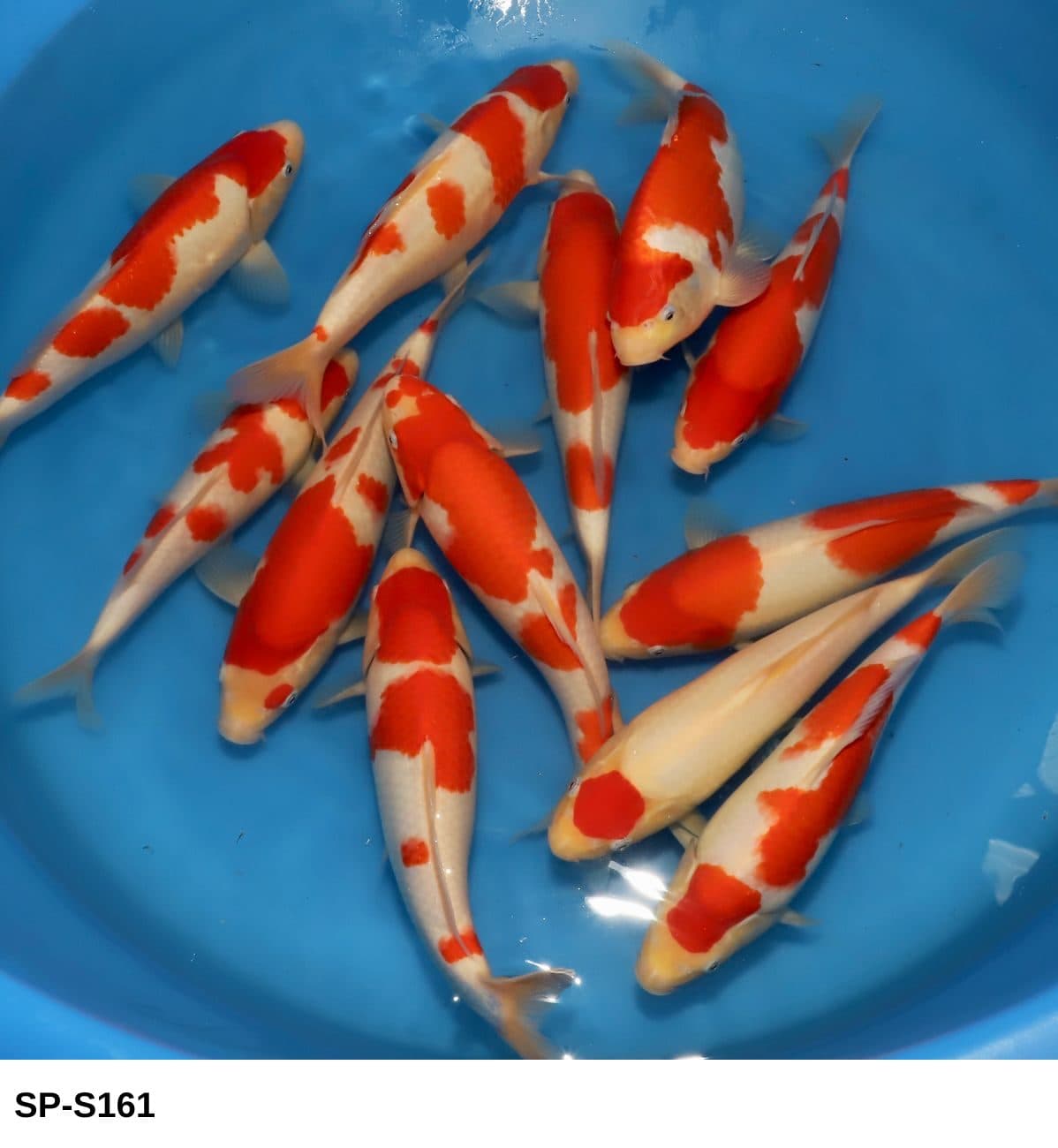Selected Tosai HQ Kohaku (26-30 cm) + 生産証明書 - Koi Photo