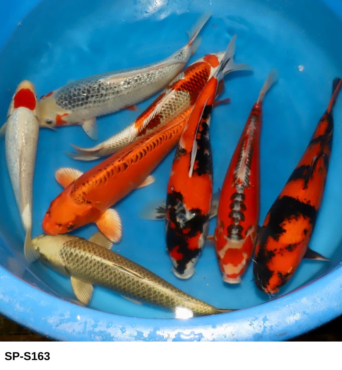 Selected Nisai Mix (40-45 cm) #111 - Koi Photo