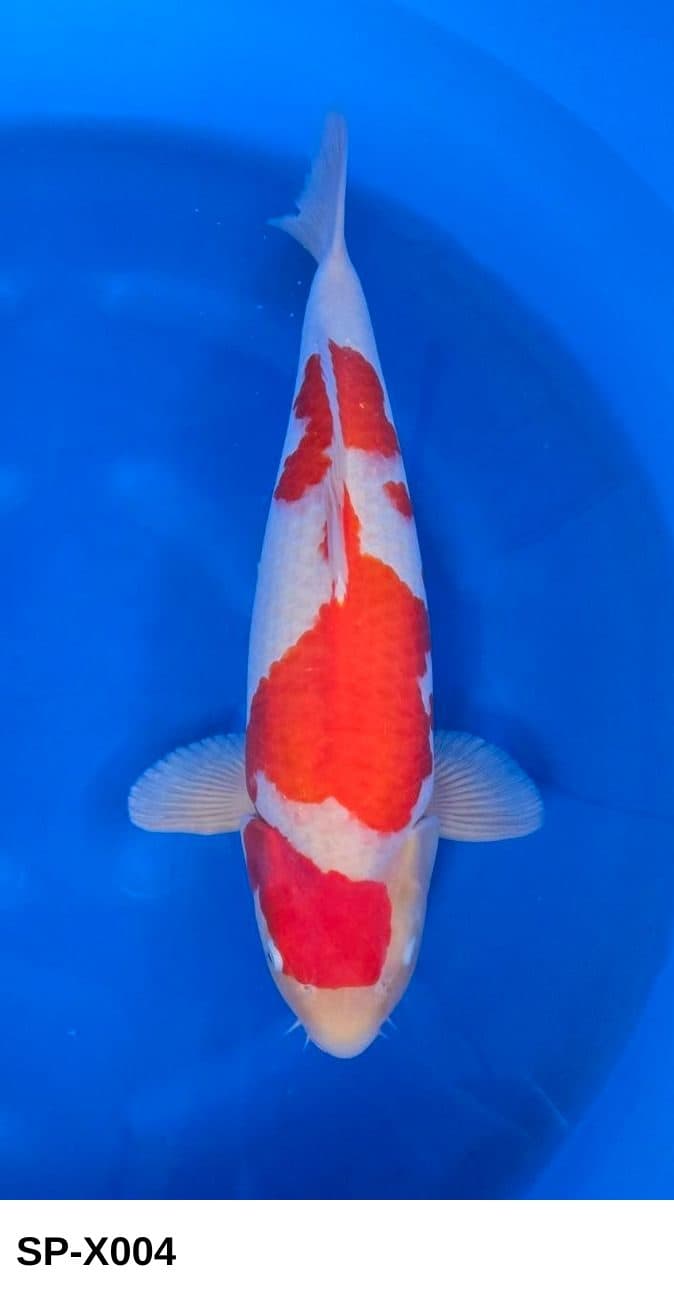 Selected Nisai HQ Female Kohaku (62 cm) + 生産証明書 - Koi Photo