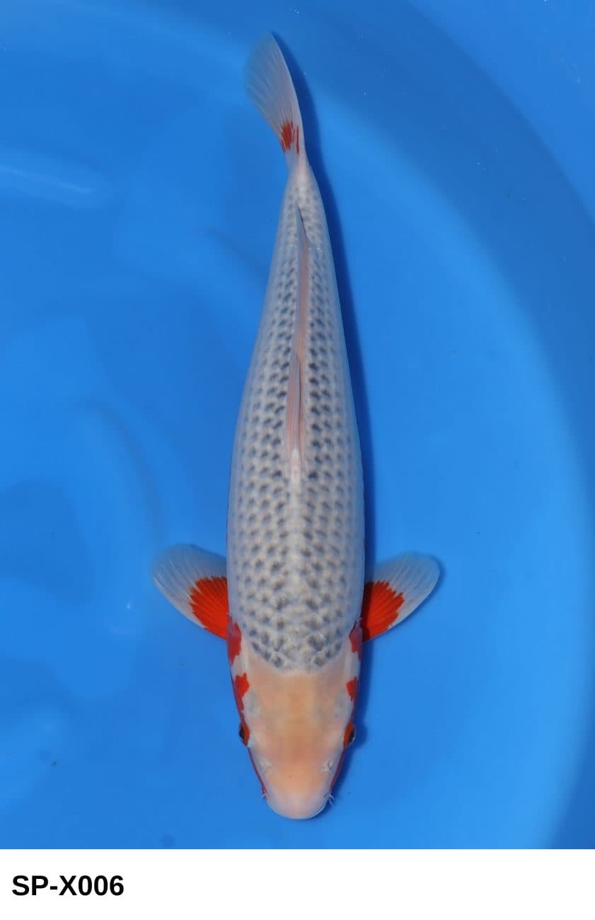 Selected Nisai HQ Female Asagi (52 cm) + 生産証明書 - Koi Photo